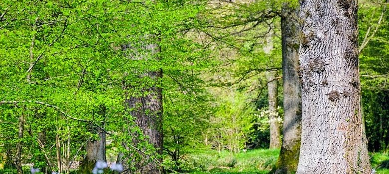 Symbolbild Umwelt und Natur