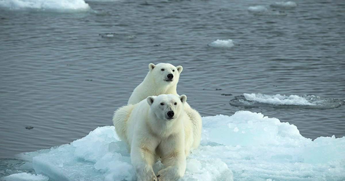 Norbert Rosing ANALOG Naturfotografie im DiaVortrag Startseite